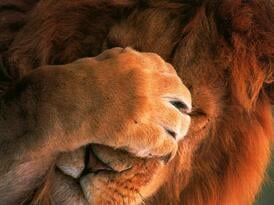 Lion_facepalm