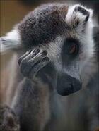 funny_animals_facepalm_05