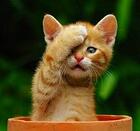 Kitten_pot_facepalm