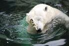 polar-bear-facepalm