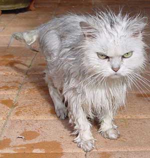 Angry Cat