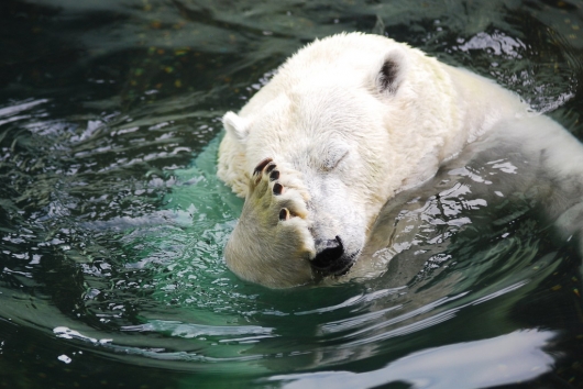 polar-bear-facepalm