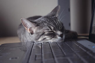 cat_asleep_at_keyboard