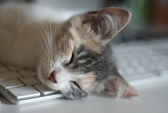 cat_asleep_at_keyboard_2